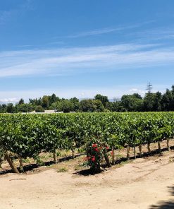 Alternative view of Viña Undurraga