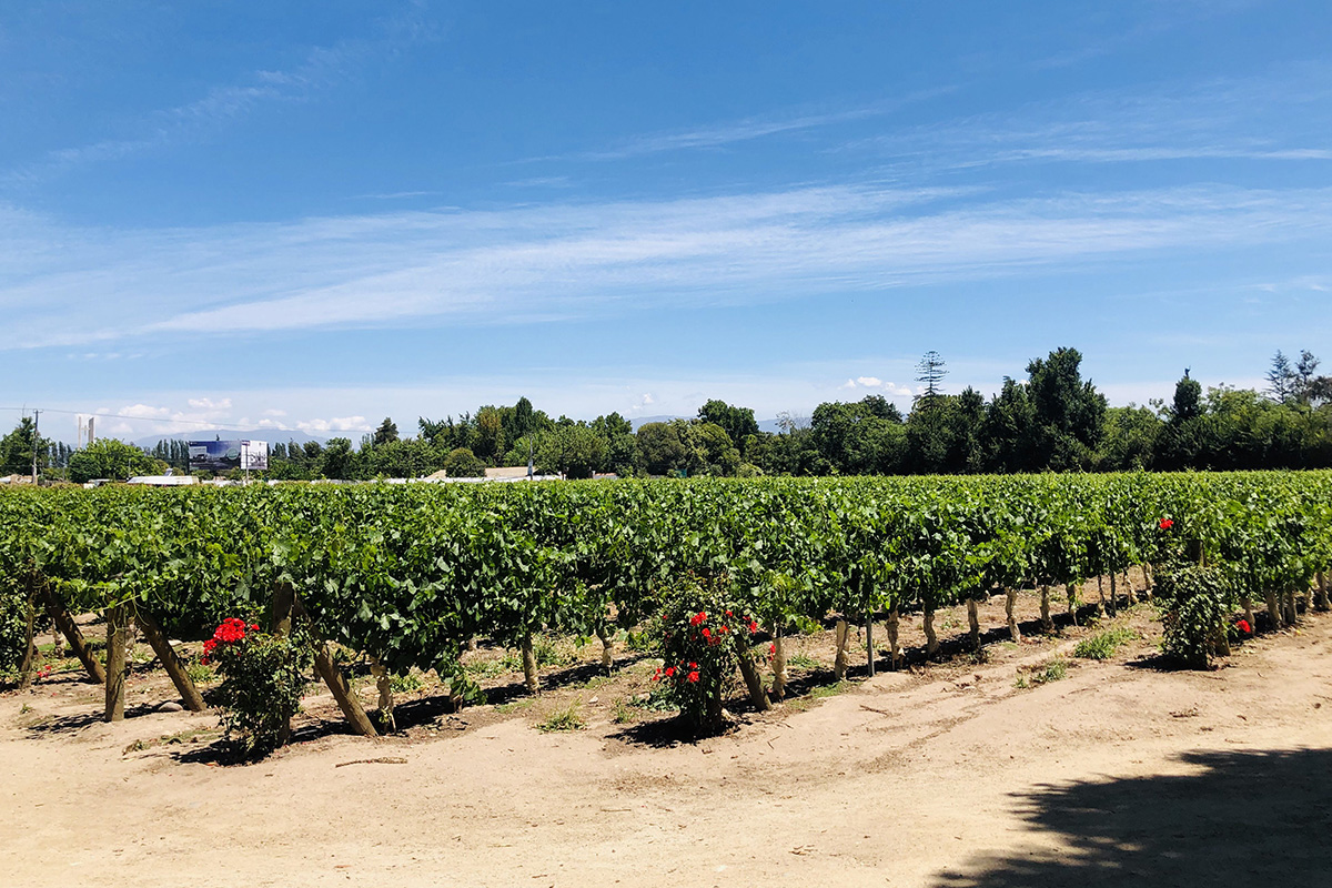 Viña Undurraga - Imagen 2