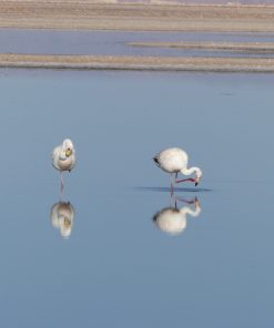 Cuatro flamencos de pie sobre laguna