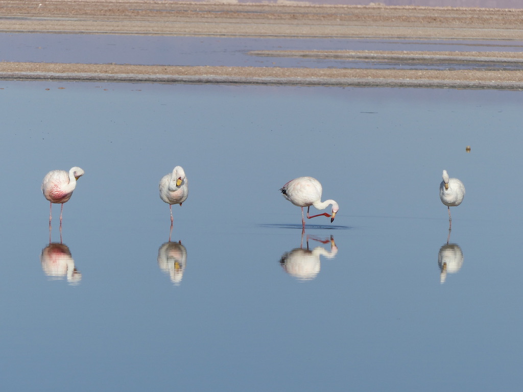 Piedras Rojas y Lagunas Altiplánicas - Imagen 4