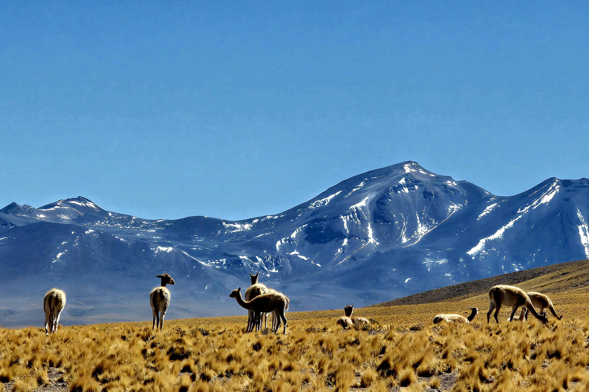 Piedras Rojas y Lagunas Altiplánicas - Imagen 5